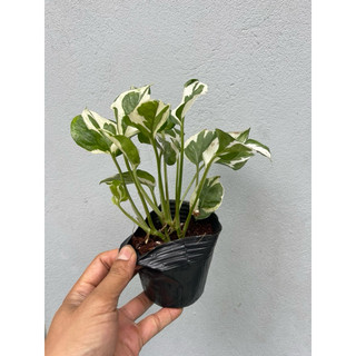 cây trầu bà lá xanh, trầu bà sữa