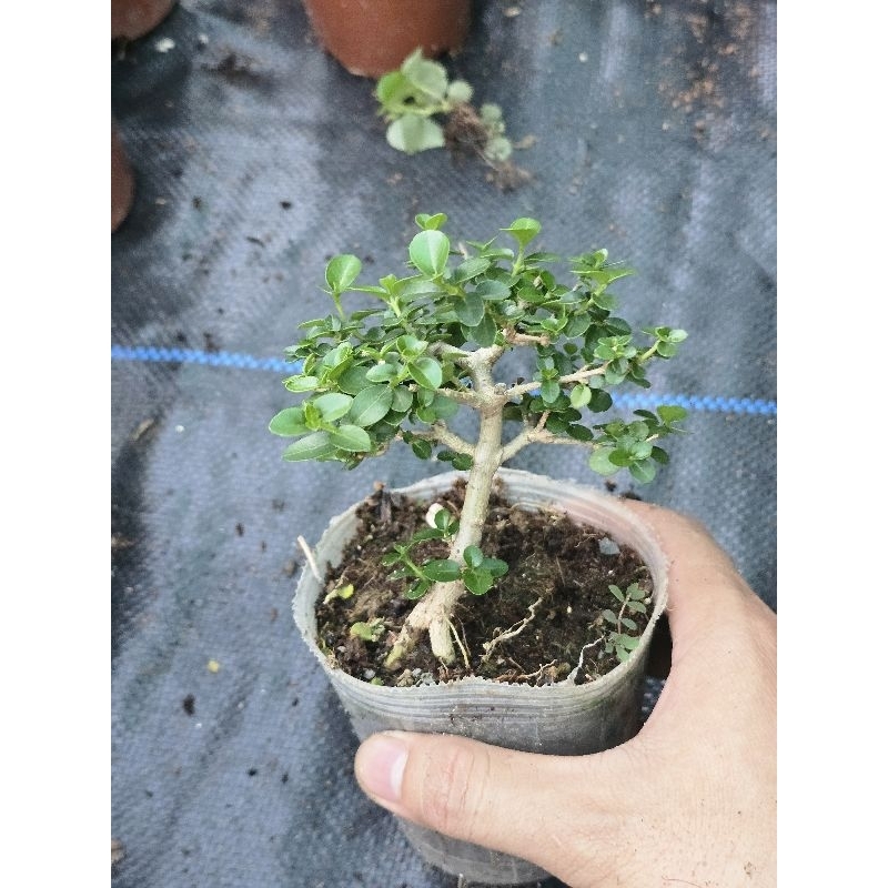 sam hương mini mã 60
