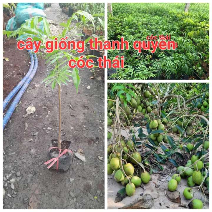Cây giống cóc thái lùn siêu trái. Trồng 6 tháng có trái (CÂY NHỎ)