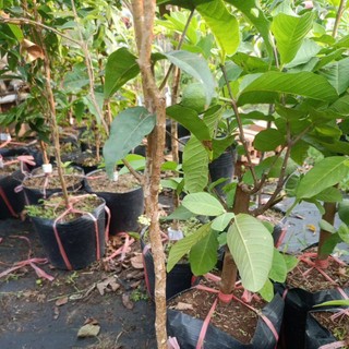 Nho thân gỗ 12 vụ gần có trái