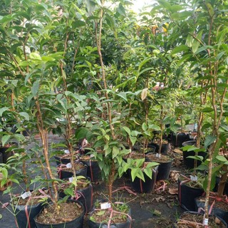 Nho thân gỗ 12 vụ gần có trái