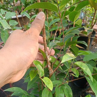 Nho thân gỗ 12 vụ gần có trái