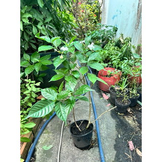 [Hỏa tốc 3H] Cây lài tây (cây ngọc bút, lài trâu, cây bánh hỏi) - cây trang trí sân vườn