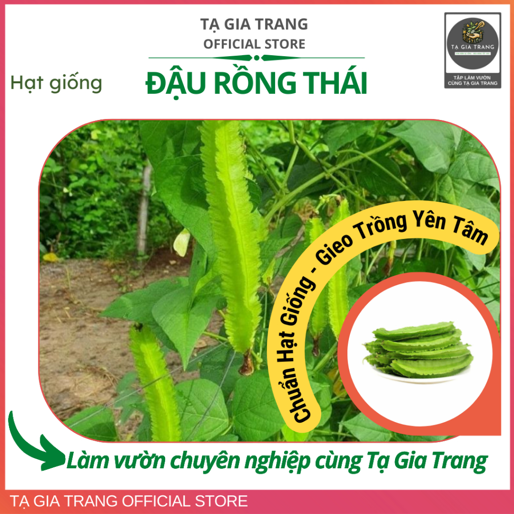 Hạt giống Đậu rồng Thái cao sản, trồng nhanh thu hoạch
