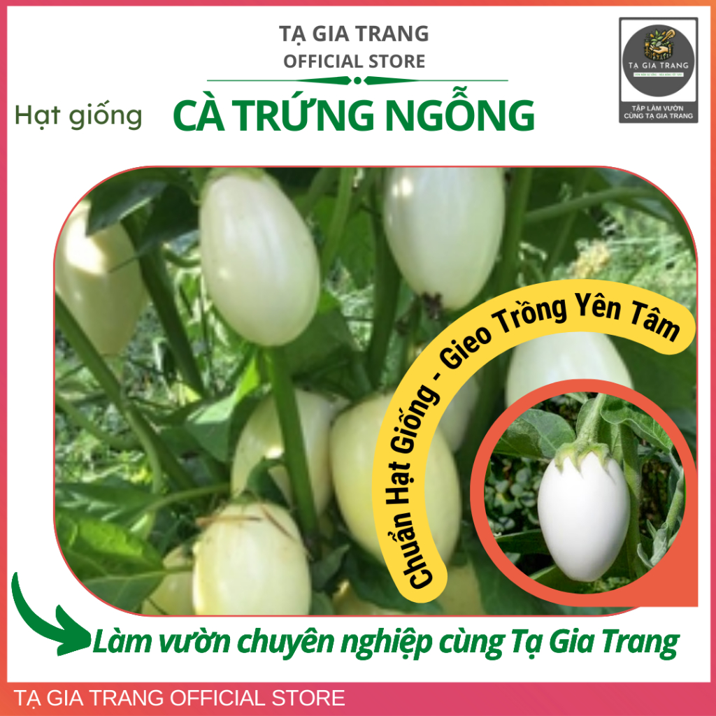 .Hạt giống cà trứng ngỗng - Quả to, thịt mềm, ít hạt