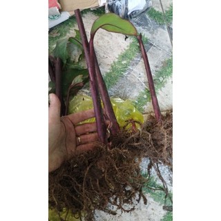 1 cây giống dong riềng đỏ( chuẩn giống)