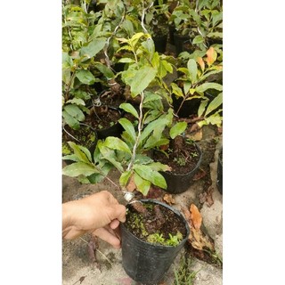 Chậu cây Mai siêu bông bình lợi ( cao 50-60cm )