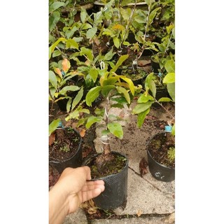 Chậu cây Mai siêu bông bình lợi ( cao 50-60cm )