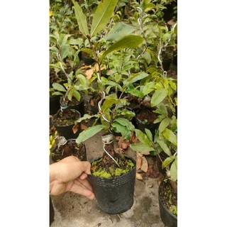 Chậu cây Mai siêu bông bình lợi ( cao 50-60cm )