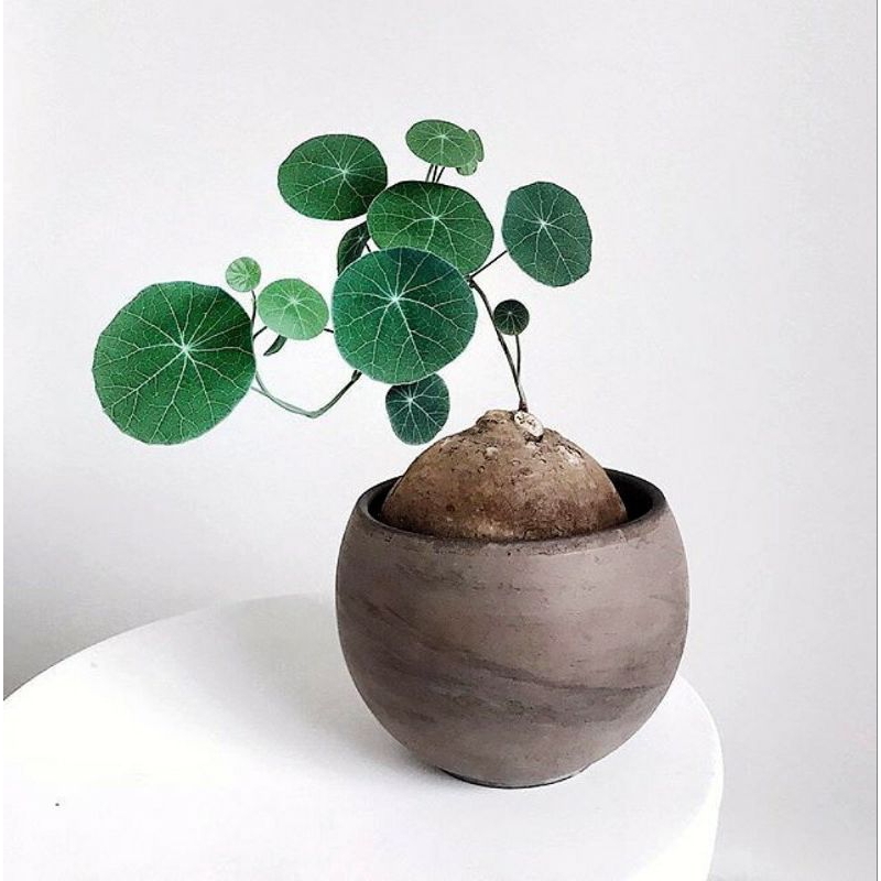 củ bình vôi thái size to - stephania erecta ( củ như ảnh cuối)