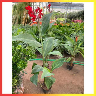 Cây chuối mỏ két hoa đỏ 60cm