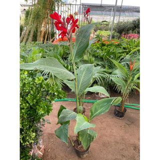Cây chuối mỏ két hoa đỏ 60cm