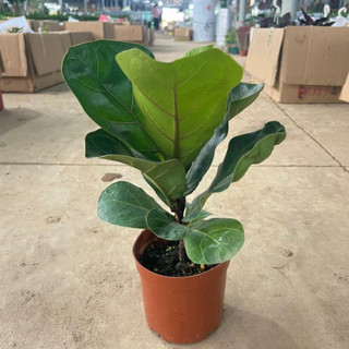 Cây Bàng Singapore mini 20cm