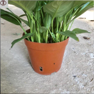 Cây lan ý mini để bàn Cao 30cm