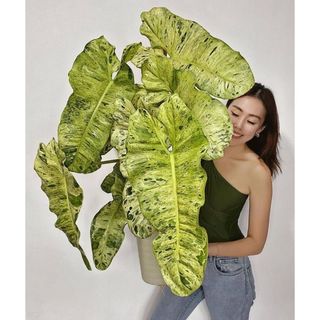 Philodendron Paraiso Verde | Trầu Bà Paraiso (hỏa tốc)