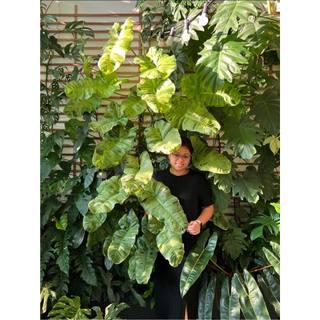 Philodendron Paraiso Verde | Trầu Bà Paraiso (hỏa tốc)