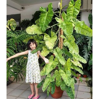 Philodendron Paraiso Verde | Trầu Bà Paraiso (hỏa tốc)