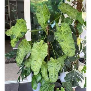Philodendron Paraiso Verde | Trầu Bà Paraiso (hỏa tốc)