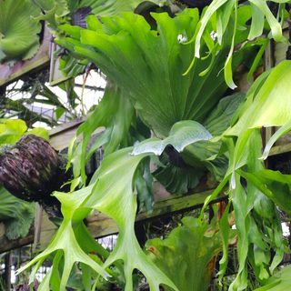 Ổ Rồng Coro (hỏa tốc)