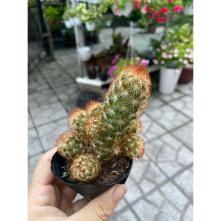 Xương rồng thạch trụ thiên