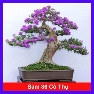  Cây Linh Sam 86  cây cổ thụ gốc to 4 năm tuổi  - chậu cây cảnh bonsai để bàn 