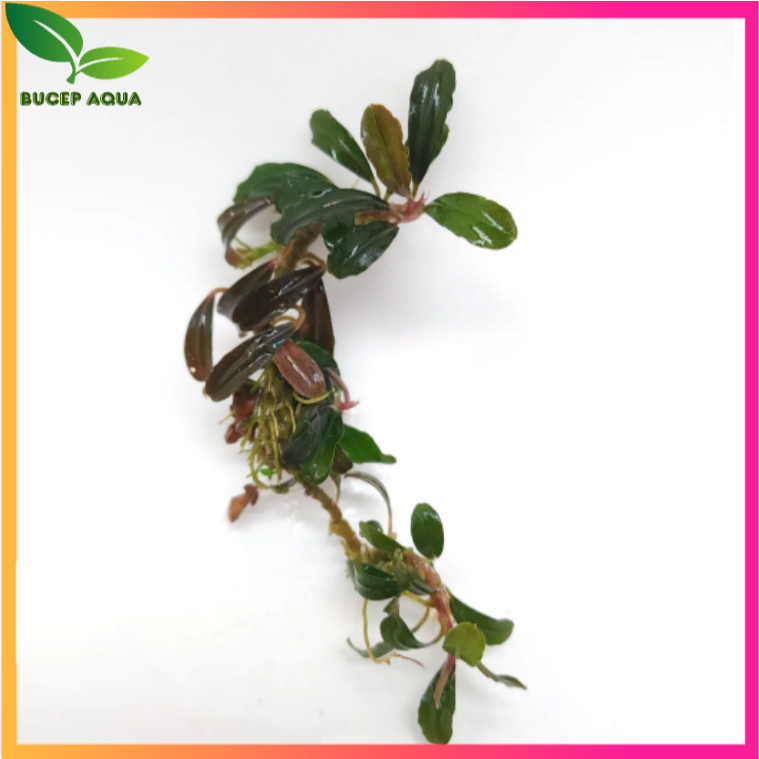 Bucep Mini black - cây thủy sinh - hàng lá cạn