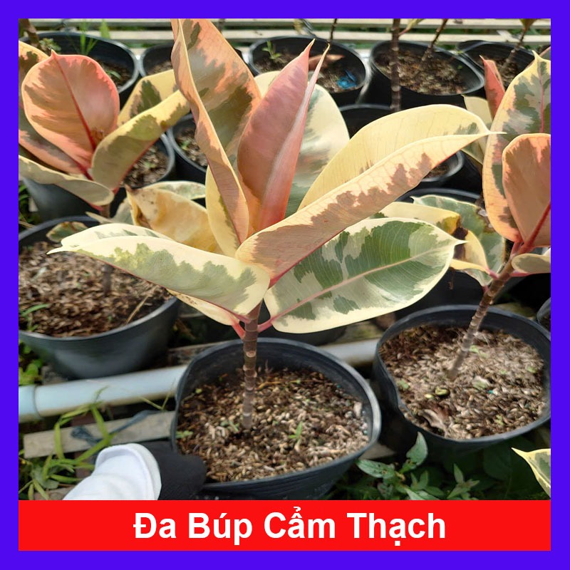Cây đa búp cẩm thạch - Cây cảnh để bàn