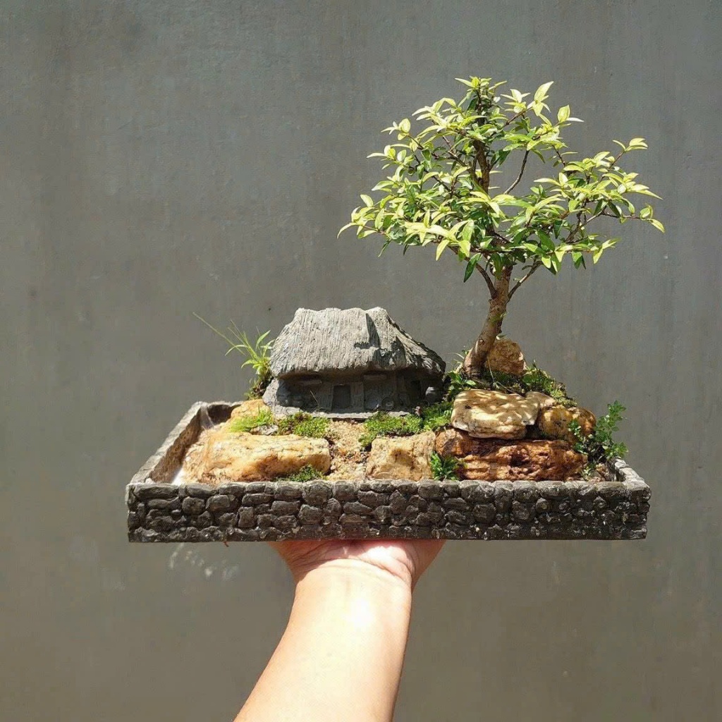 Chậu tiểu cảnh bonsai mini để bàn làm việc phong thủy bao gồm combo chậu và cây giá rẻ cực đẹp