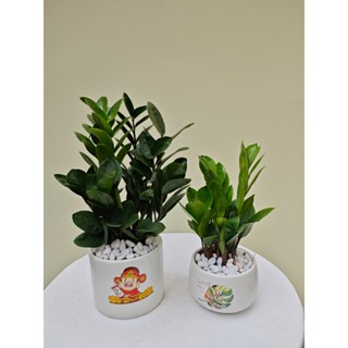 Chậu Cây kim tiền kèm chậu sứ phát tài phát lộc để bàn size nhỏ 20-25cm size to 30-35cm