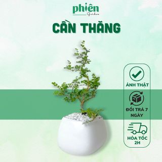  Cây Cần Thăng để bàn kèm chậu gốm tráng men cây Bonsai đẹp 