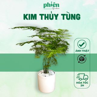  Cây Kim Thủy Tùng để bàn kèm chậu gốm tráng men cây măng leo cực xinh 