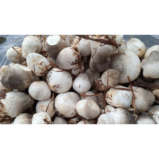 PHÂN MEKONG hữu cơ dinh dưỡng nấm rơm, mua nhiều giảm giá.