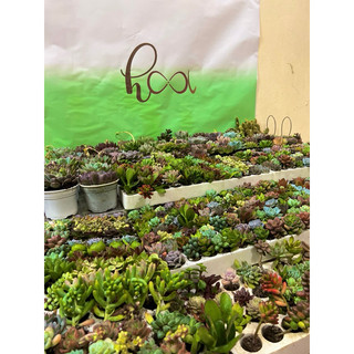 Combo 20 cây sen đá ( được chọn )