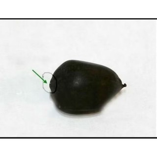Hạt giống hoa sen nhật mini 5 hạt 5 màu