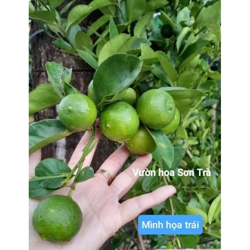 (VHST giao trong ngày) Cây CHANH GIẤY Bến Tre đang hoa.
