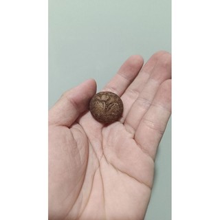 dioscorea elephantipes hàng nhập thái ( củ như ảnh cuối)