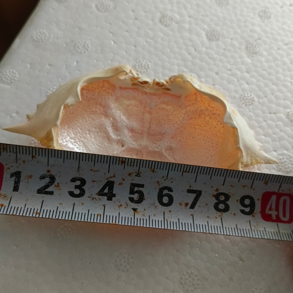 (LK) Vỏ mai ghẹ lông size 11-13 cm giá 100.000đ