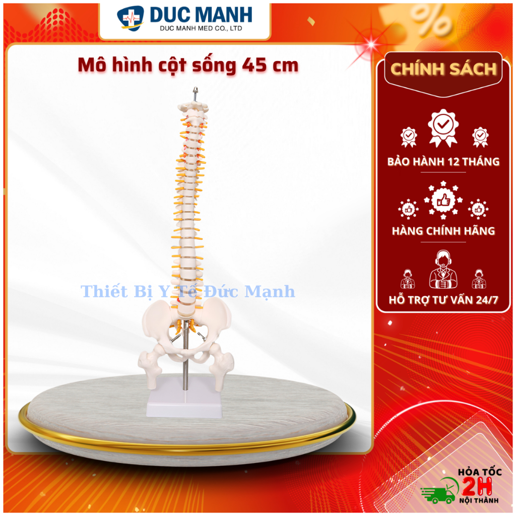 Mô hình cột sống 45 cm- Mô hình giải phẫu cột sống , mô hình kết hợp trưng bày, giảng dạy cột sống