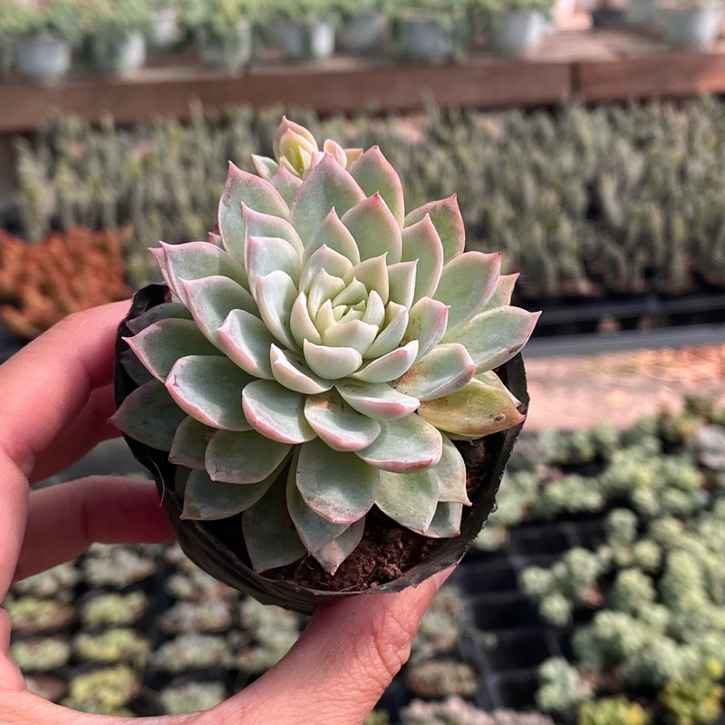 Sen Đá Violet Queen Size Bầu 5cm  cây cảnh trang trí SENDABL