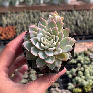 Sen Đá Violet Queen Size Bầu 5cm  cây cảnh trang trí SENDABL