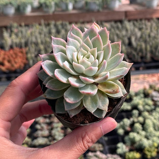 Sen Đá Violet Queen Size Bầu 5cm  cây cảnh trang trí SENDABL