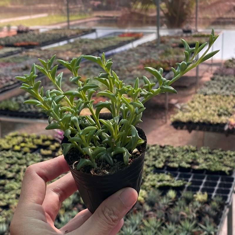 Sen Đá sedum Cá Heo Size Bầu 5cm  cây cảnh trang trí SENDABL