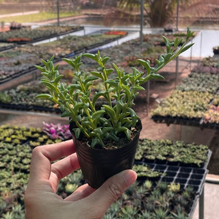 Sen Đá sedum Cá Heo Size Bầu 5cm  cây cảnh trang trí SENDABL