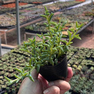 Sen Đá sedum Cá Heo Size Bầu 5cm  cây cảnh trang trí SENDABL