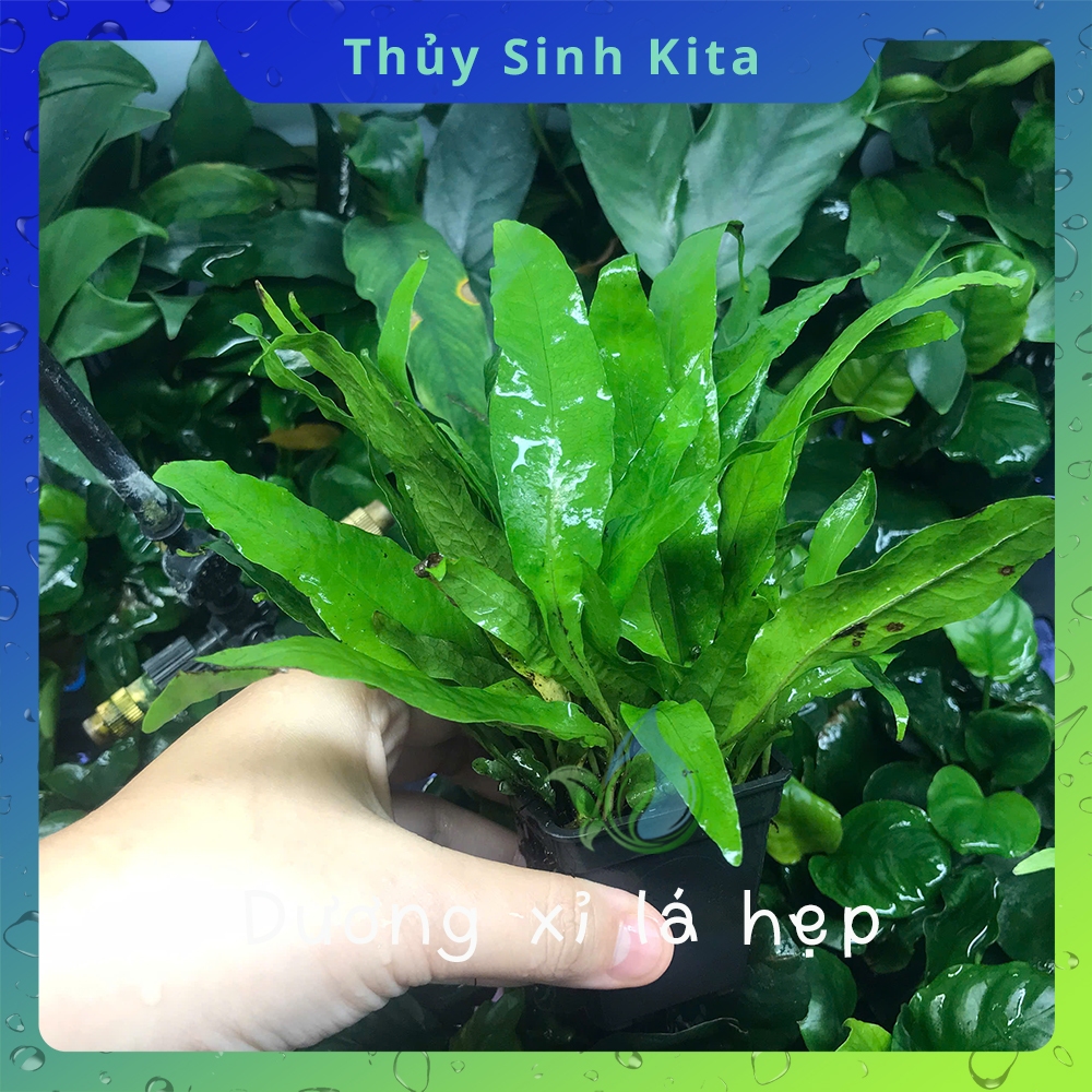 Dương Xỉ Lá Hẹp - Cây thủy sinh dễ chăm, không cần CO2