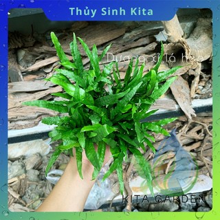 Dương Xỉ Lá Hẹp - Cây thủy sinh dễ chăm, không cần CO2