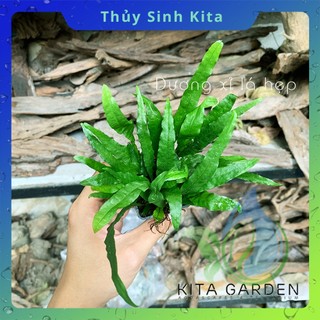 Dương Xỉ Lá Hẹp - Cây thủy sinh dễ chăm, không cần CO2