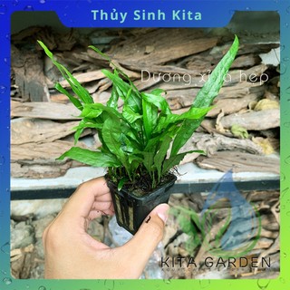 Dương Xỉ Lá Hẹp - Cây thủy sinh dễ chăm, không cần CO2