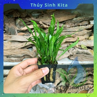 Dương Xỉ Lá Hẹp - Cây thủy sinh dễ chăm, không cần CO2