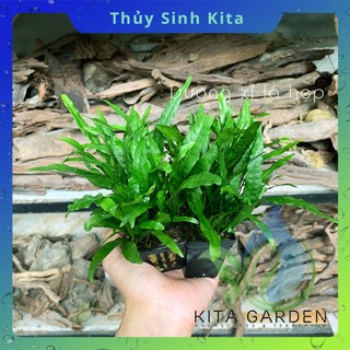 Dương Xỉ Lá Hẹp - Cây thủy sinh dễ chăm, không cần CO2